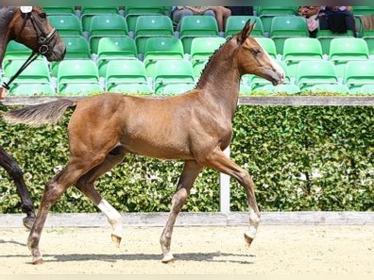 Cheval de sport allemand Étalon Poulain (04/2024) Bai in Thalberg