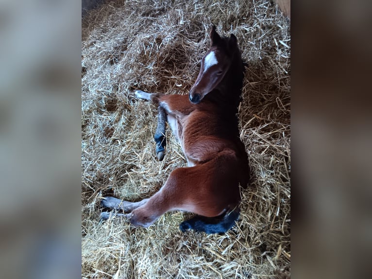 Cheval de sport allemand Étalon Poulain (03/2026) Bai in Weißbach