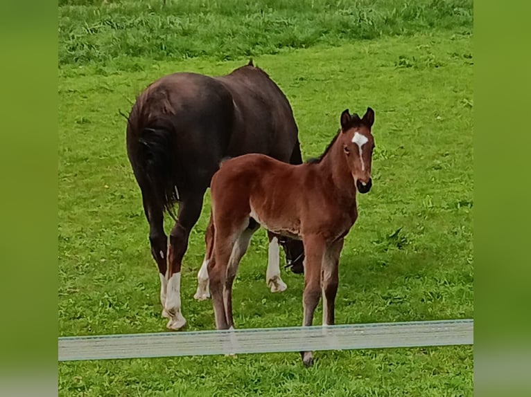 Cheval de sport allemand Étalon Poulain (03/2026) Bai in Weißbach