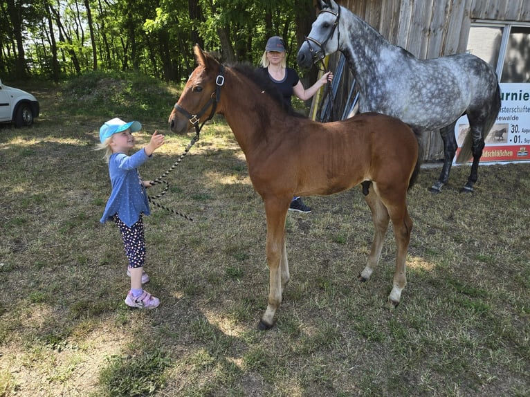 Cheval de sport allemand Étalon Poulain (05/2025) Bai in Luckau