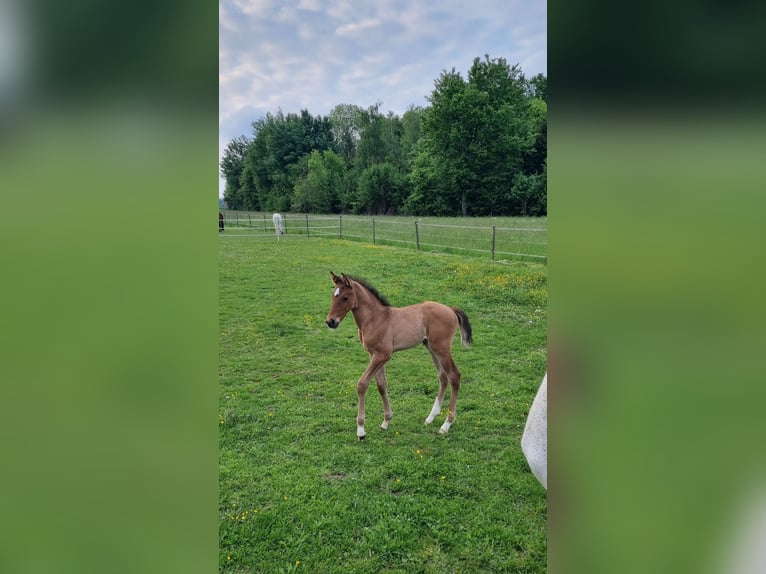 Cheval de sport allemand Étalon  Bai clair in Berg