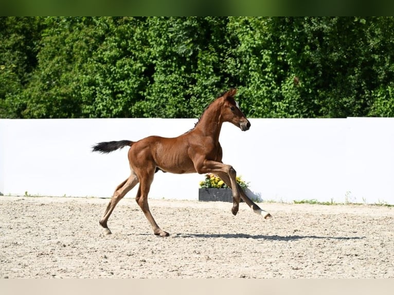 Cheval de sport allemand Étalon Poulain (05/2025) Bai in Fronhofen