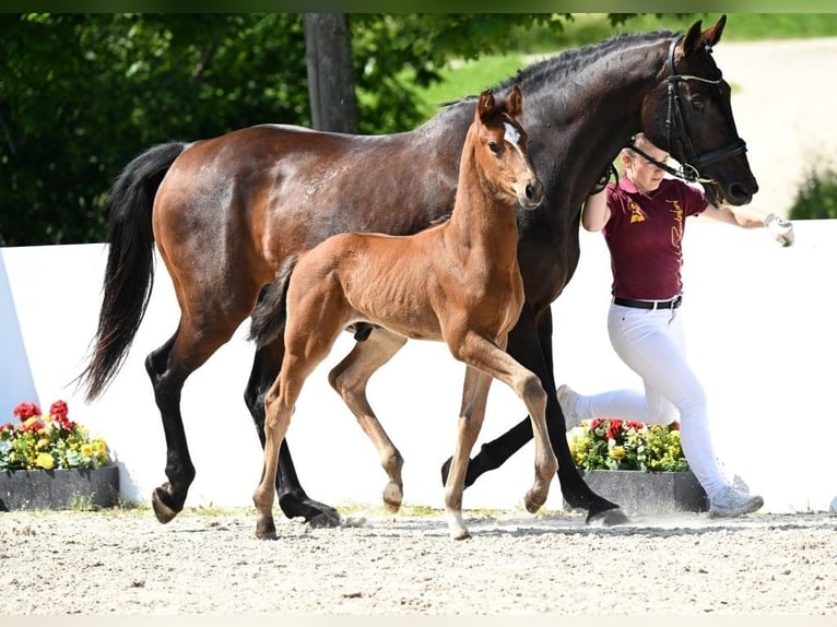 Cheval de sport allemand Étalon Poulain (05/2025) Bai in Fronhofen