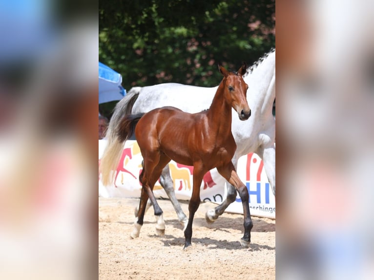 Cheval de sport allemand Étalon Poulain (02/2025) Bai in GROTE-BROGEL