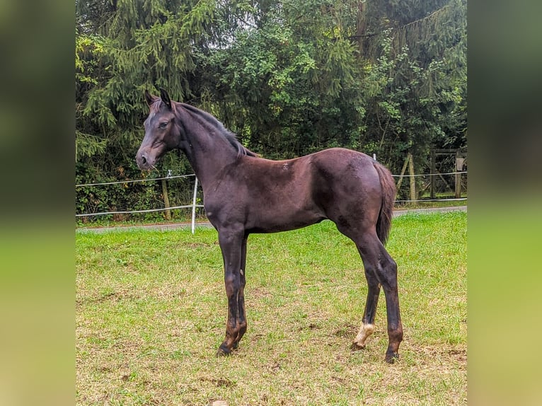 Cheval de sport allemand Étalon Poulain (05/2024) in Bann