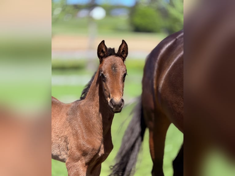 Cheval de sport allemand Étalon  in Leibertingen