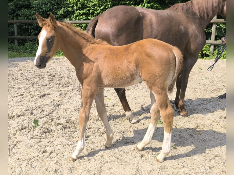 Cheval de sport allemand Étalon Poulain (04/2025) in Frankenhardt