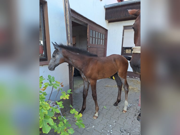 Cheval de sport allemand Étalon Poulain (06/2024) Gris in Prettin