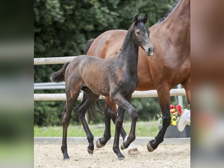 Cheval de sport allemand Étalon Poulain (04/2025) Gris in Gomadingen