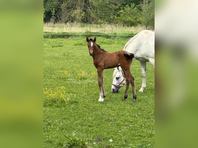 Cheval de sport allemand Étalon  Gris in Möckern