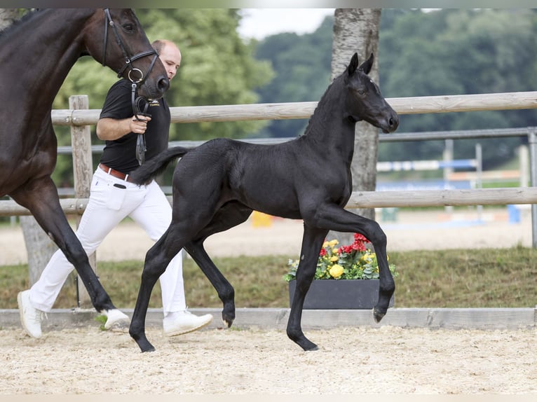 Cheval de sport allemand Étalon Poulain (06/2025) Noir in Gomadingen