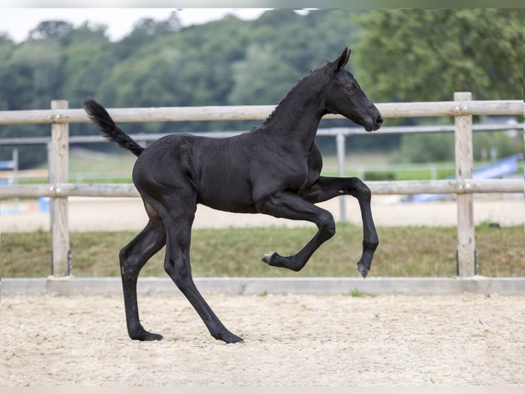 Cheval de sport allemand Étalon Poulain (06/2025) Noir in Gomadingen