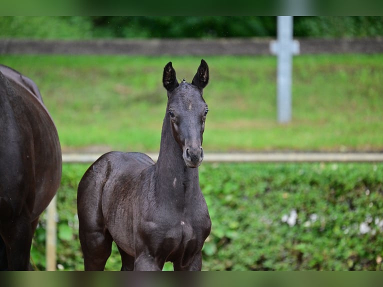 Cheval de sport allemand Étalon  Noir in Bismark (Altmark)