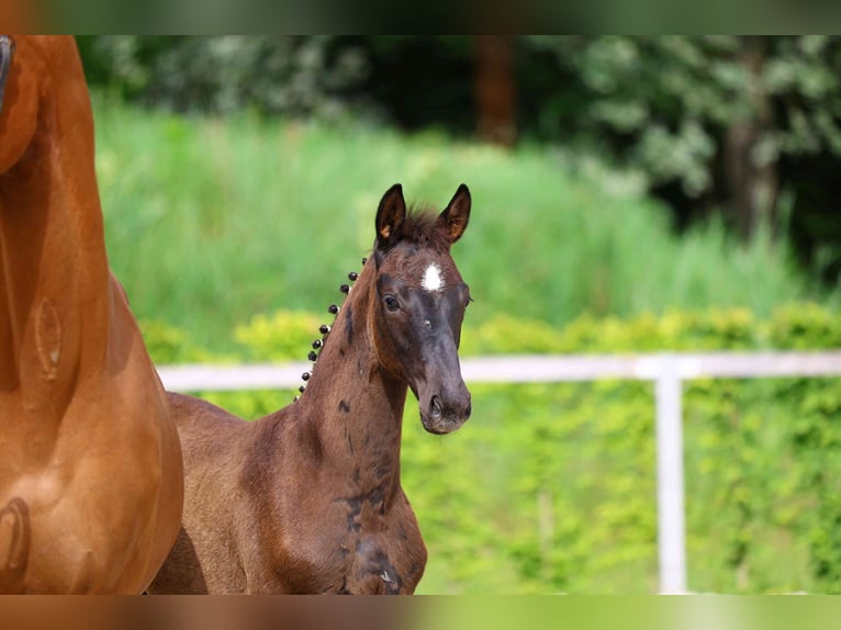 Cheval de sport allemand Étalon Poulain (03/2024) Noir in Moritzburg