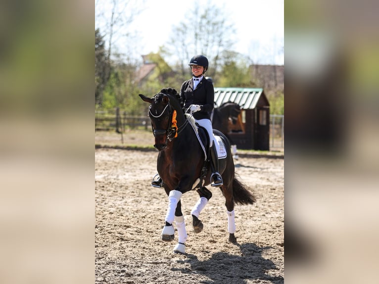Cheval de sport allemand Étalon Poulain (05/2026) Noir in Börrstadt