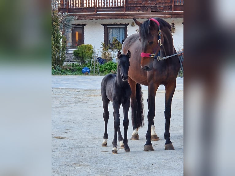 Cheval de sport allemand Étalon Poulain (04/2026) Noir in Bad Birnbach