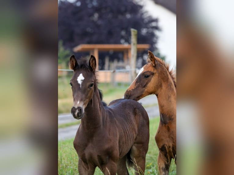 Cheval de sport allemand Étalon Poulain (06/2024) Noir in Postmünster