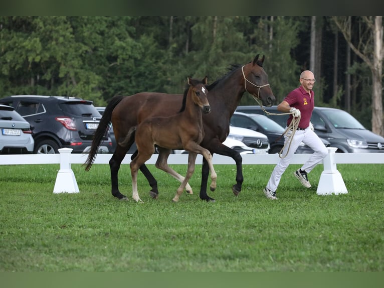 Cheval de sport allemand Étalon Poulain (06/2024) Noir in Postmünster