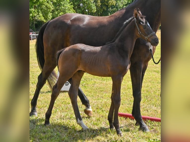 Cheval de sport allemand Étalon  Noir in Sch&#xF6;nebeck (Elbe)