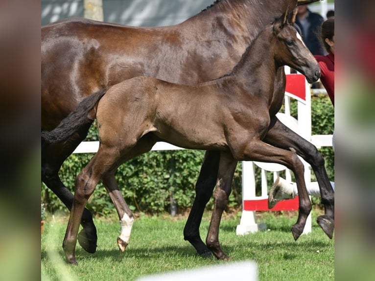 Cheval de sport allemand Étalon Poulain (05/2025) Noir in Sch&#xF6;nebeck (Elbe)