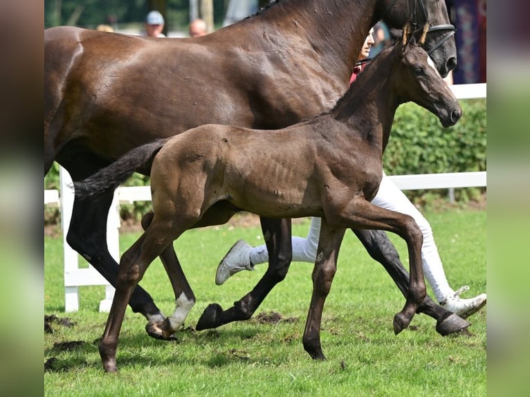 Cheval de sport allemand Étalon Poulain (05/2025) Noir in Sch&#xF6;nebeck (Elbe)