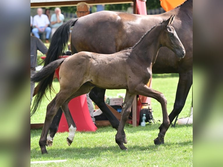 Cheval de sport allemand Étalon Poulain (05/2025) Noir in Sch&#xF6;nebeck (Elbe)