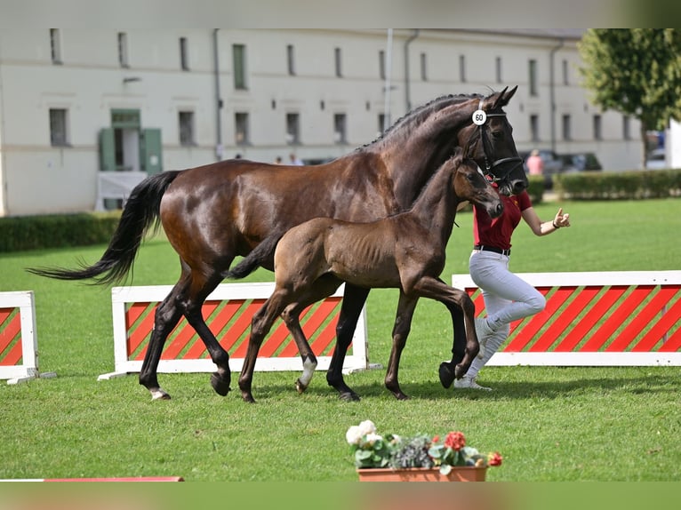 Cheval de sport allemand Étalon Poulain (05/2025) Noir in Sch&#xF6;nebeck (Elbe)