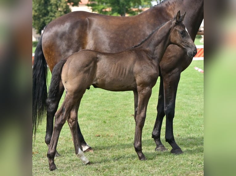 Cheval de sport allemand Étalon Poulain (05/2025) Noir in Sch&#xF6;nebeck (Elbe)