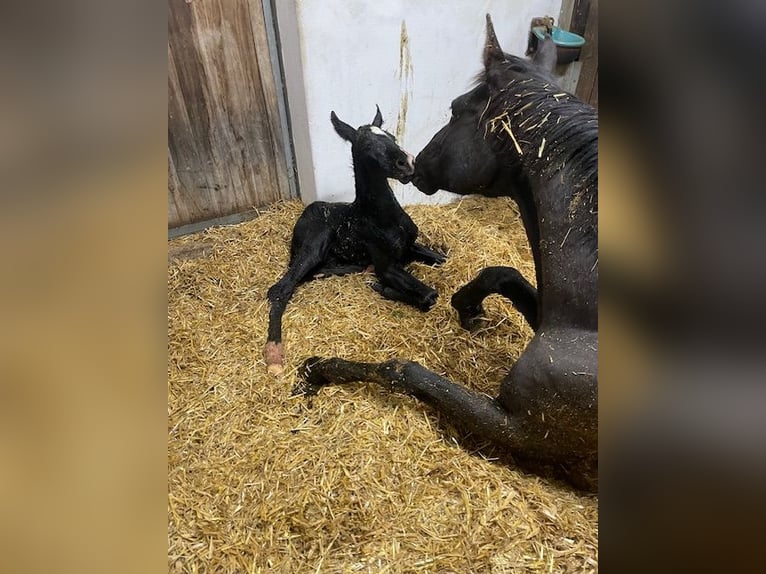 Cheval de sport allemand Étalon  Noir in Drackenstein