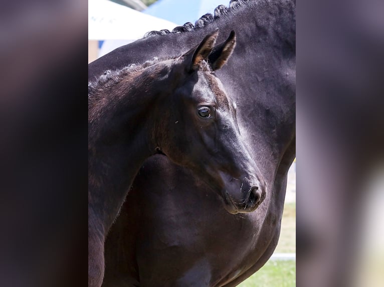 Cheval de sport allemand Étalon Poulain (03/2025) Noir in Gomadingen