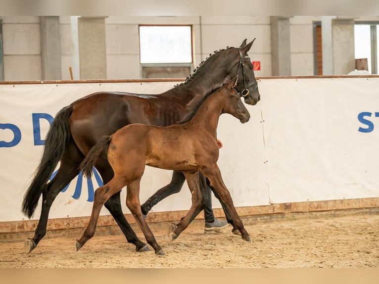 Cheval de sport allemand Étalon Poulain (04/2024) Noir in Leuna