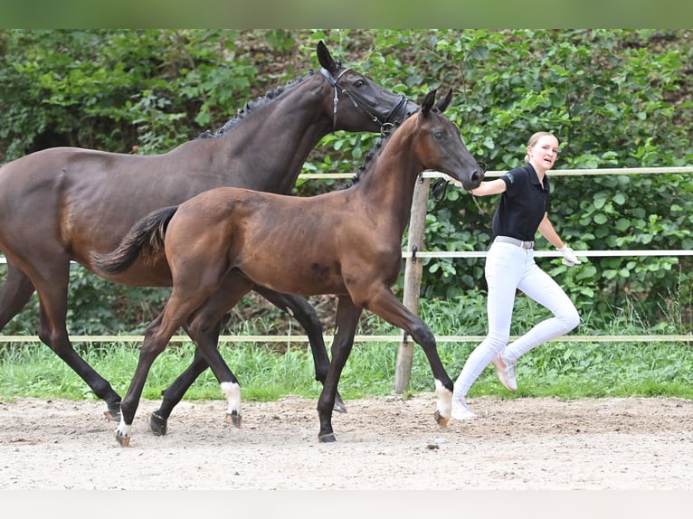 Cheval de sport allemand Étalon Poulain (03/2024) Noir in Niederstetten