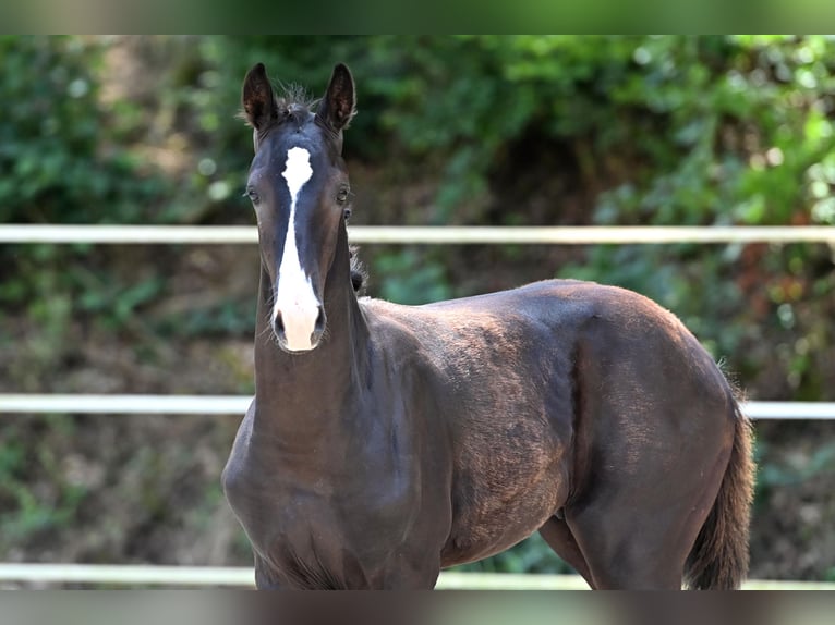 Cheval de sport allemand Étalon Poulain (04/2024) Noir in Niederstetten