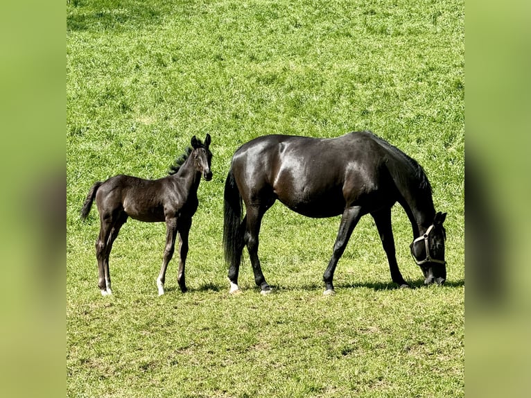 Cheval de sport allemand Étalon Poulain (03/2024) Noir in Niederstetten