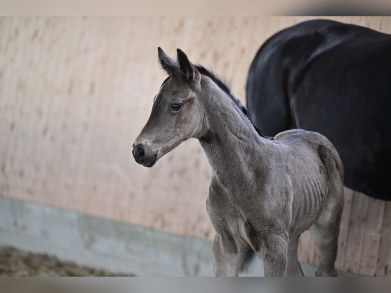 Cheval de sport allemand Étalon Poulain (04/2024) Noir in Oberkrämer