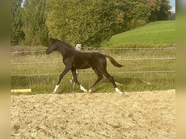 Cheval de sport allemand Étalon Poulain (04/2025) Noir in Wipperf&#xFC;rth