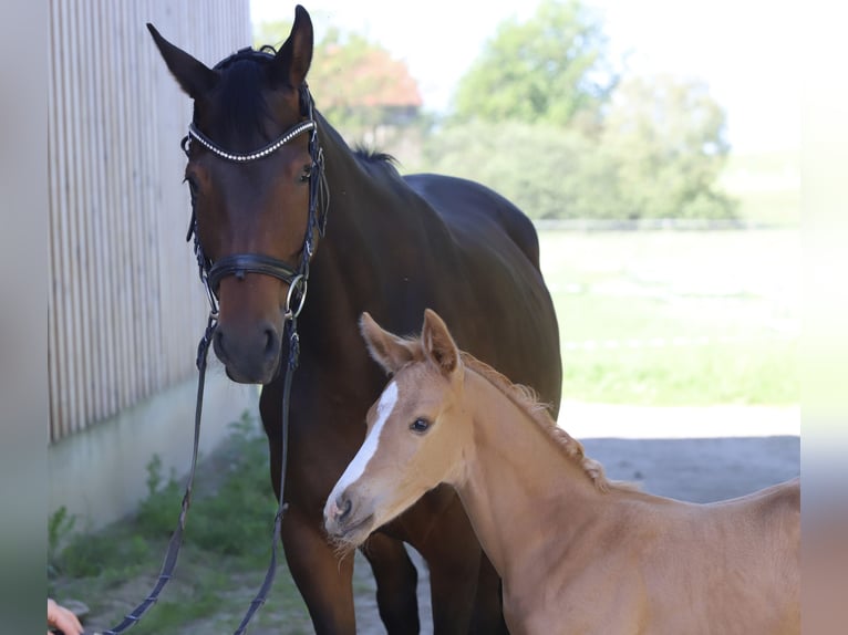 Cheval de sport allemand Étalon Poulain (05/2024) Palomino in Dresden