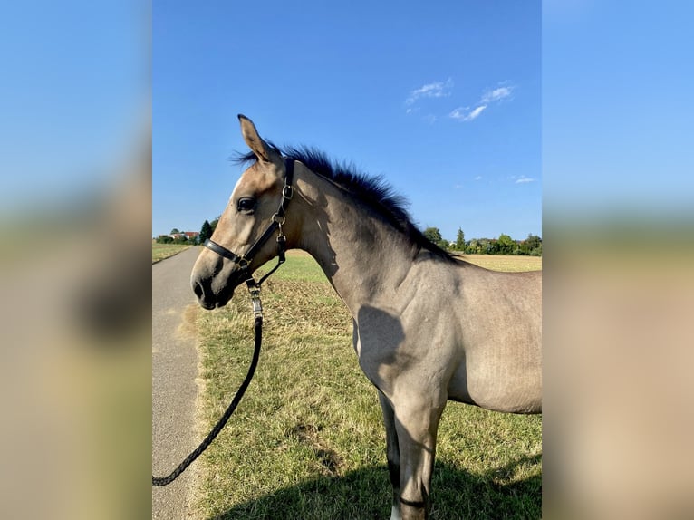 Cheval de sport allemand Étalon Poulain (04/2026) Peut devenir gris in Börtlingen