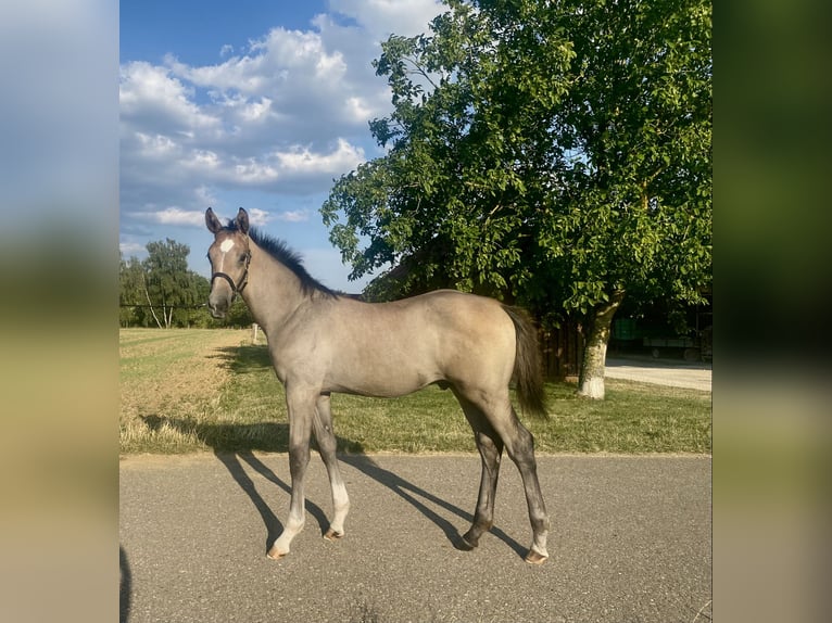 Cheval de sport allemand Étalon Poulain (04/2026) Peut devenir gris in Börtlingen