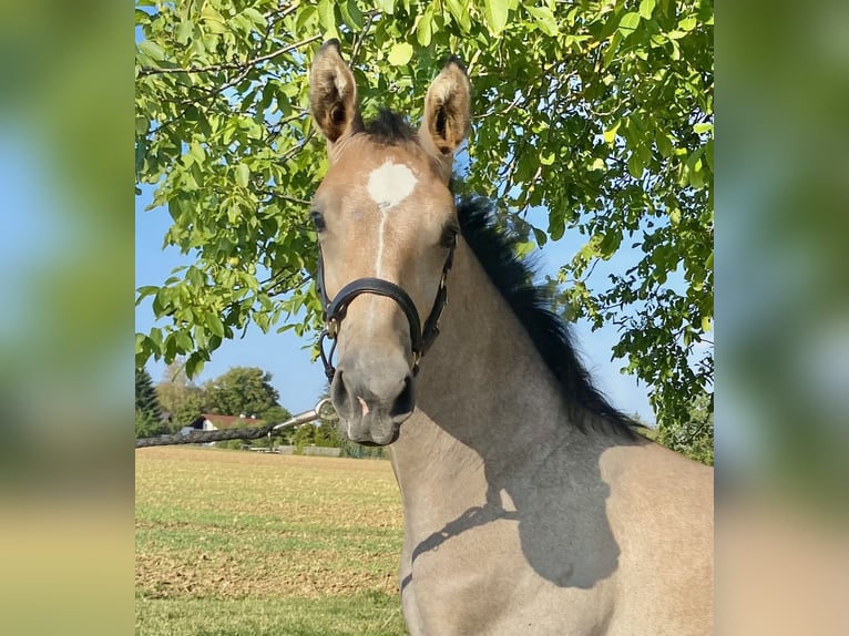 Cheval de sport allemand Étalon Poulain (04/2026) Peut devenir gris in Börtlingen