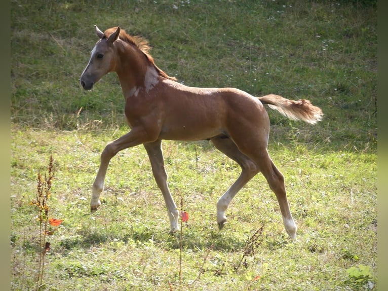 Cheval de sport allemand Étalon Poulain (05/2026) Peut devenir gris in Lahr/Schwarzwald