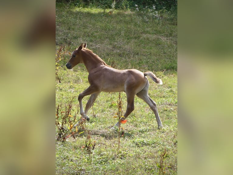Cheval de sport allemand Étalon Poulain (07/2026) Peut devenir gris in Lahr/Schwarzwald