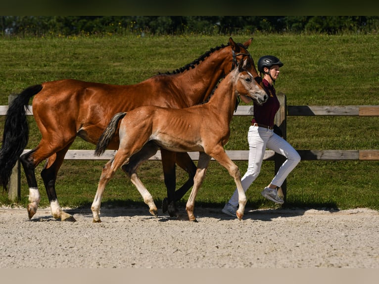 Cheval de sport allemand Étalon Poulain (05/2025) Peut devenir gris in Tittmoning