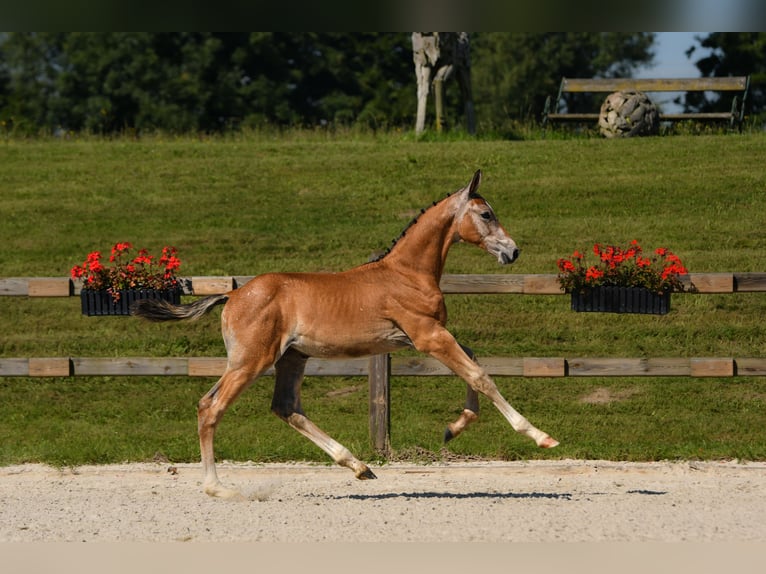 Cheval de sport allemand Étalon Poulain (05/2025) Peut devenir gris in Tittmoning