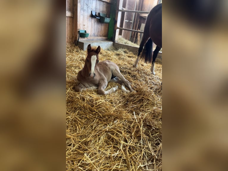 Cheval de sport allemand Étalon Poulain (03/2026) Peut devenir gris in Wolfegg