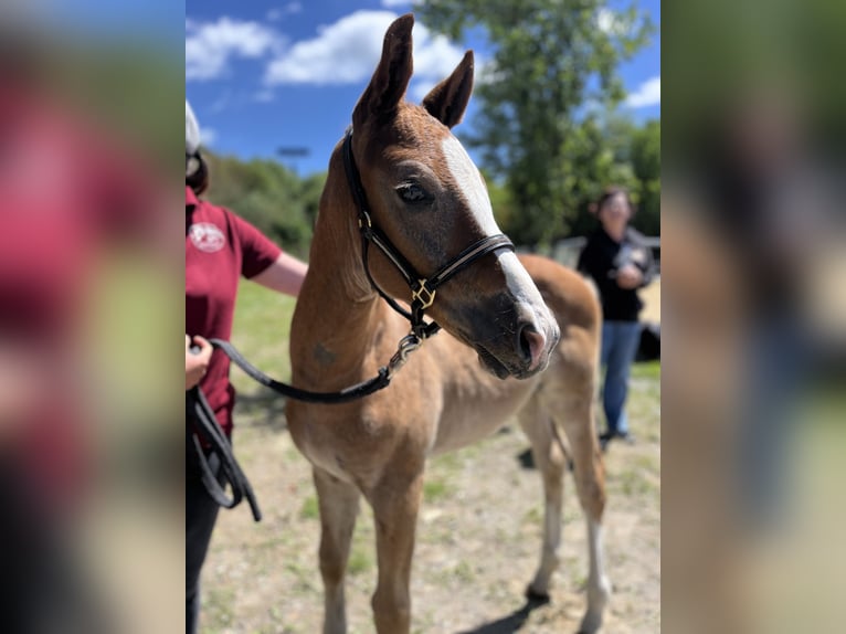 Cheval de sport allemand Étalon Poulain (03/2026) Peut devenir gris in Wolfegg