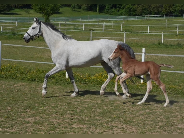 Cheval de sport allemand Étalon  Peut devenir gris in Bretten