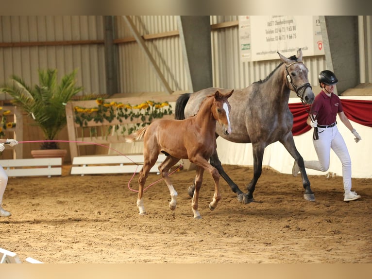 Cheval de sport allemand Étalon Poulain (03/2025) Peut devenir gris in Rudolstadt