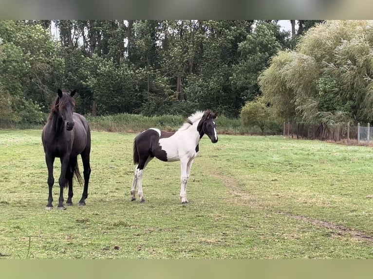 Cheval de sport allemand Étalon Poulain (05/2024) Pinto in Prenzlau