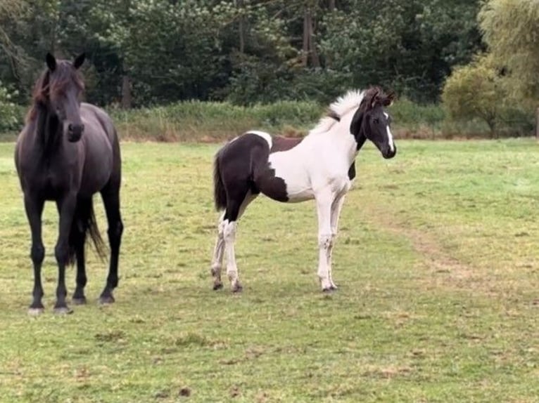 Cheval de sport allemand Étalon Poulain (05/2024) Tobiano-toutes couleurs in Prenzlau